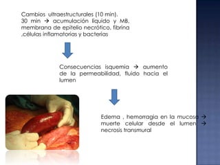 Cambios ultraestructurales (10 min).
30 min  acumulación líquido y MB,
membrana de epitelio necrótico, fibrina
,células inflamatorias y bacterias

Consecuencias isquemia  aumento
de la permeabilidad, fluido hacia el
lumen

Edema , hemorragia en la mucosa 
muerte celular desde el lumen 
necrosis transmural

 