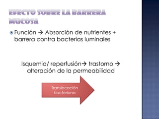  Función

 Absorción de nutrientes +
barrera contra bacterias luminales

Isquemia/ reperfusión trastorno 
alteración de la permeabilidad
Translocación
bacteriana

 