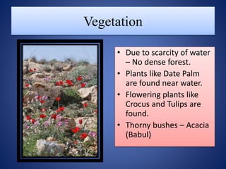 Vegetation
• Due to scarcity of water
– No dense forest.
• Plants like Date Palm
are found near water.
• Flowering plants like
Crocus and Tulips are
found.
• Thorny bushes – Acacia
(Babul)
 