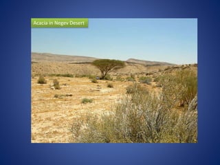 Acacia in Negev Desert
 