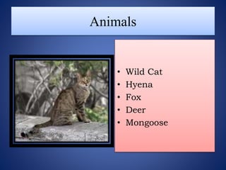 Animals
• Wild Cat
• Hyena
• Fox
• Deer
• Mongoose
 
