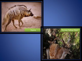 Hyena Persian Fallow Deer
 