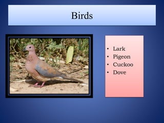 Birds
• Lark
• Pigeon
• Cuckoo
• Dove
 