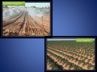 Sprinkler Irrigation
Drip Irrigation
 