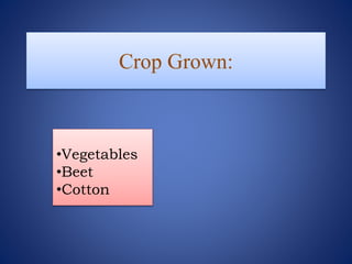 Crop Grown:
•Vegetables
•Beet
•Cotton
 