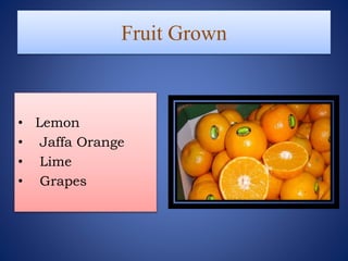 Fruit Grown
• Lemon
• Jaffa Orange
• Lime
• Grapes
 