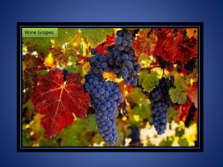 Wine Grapes
 
