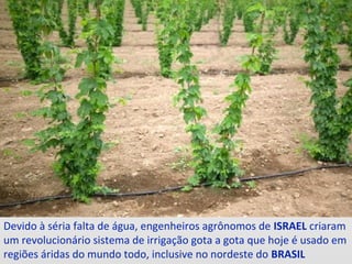 Devido à séria falta de água, engenheiros agrônomos de ISRAEL criaram
um revolucionário sistema de irrigação gota a gota que hoje é usado em
regiões áridas do mundo todo, inclusive no nordeste do BRASIL
 