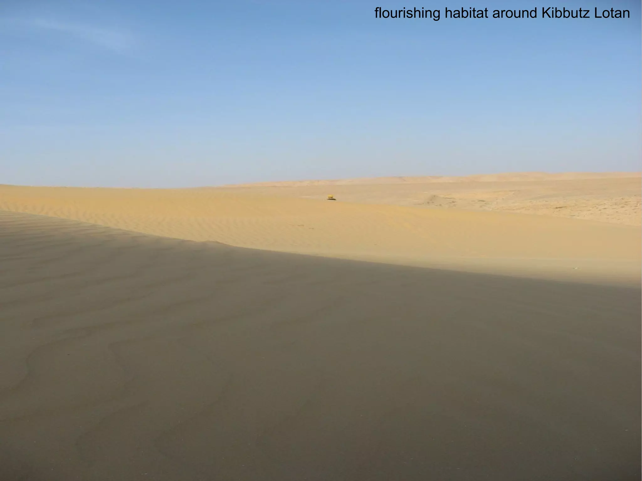 flourishing habitat around Kibbutz Lotan 