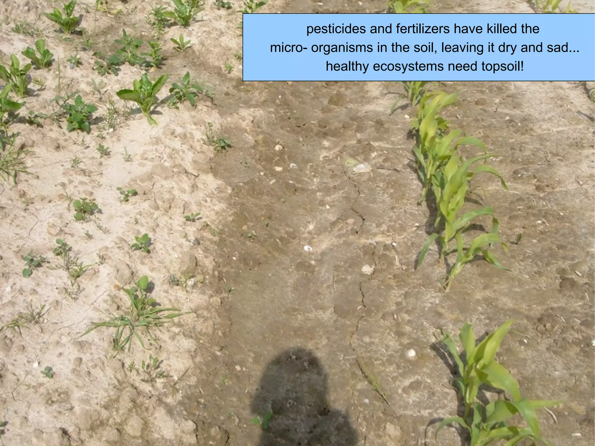 pesticides and fertilizers have killed the  micro- organisms in the soil, leaving it dry and sad... healthy ecosystems need topsoil! 