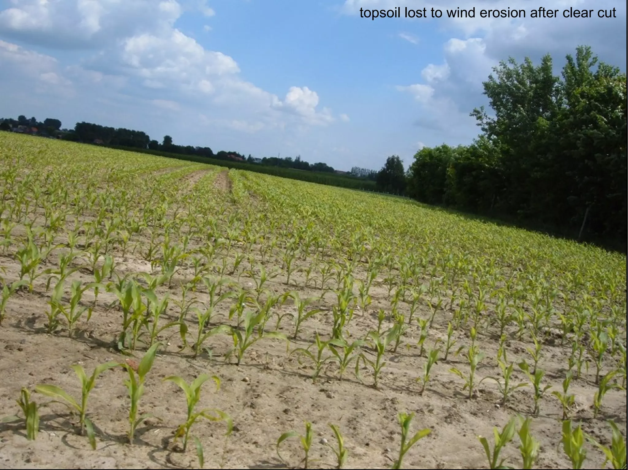topsoil lost to wind erosion after clear cut 