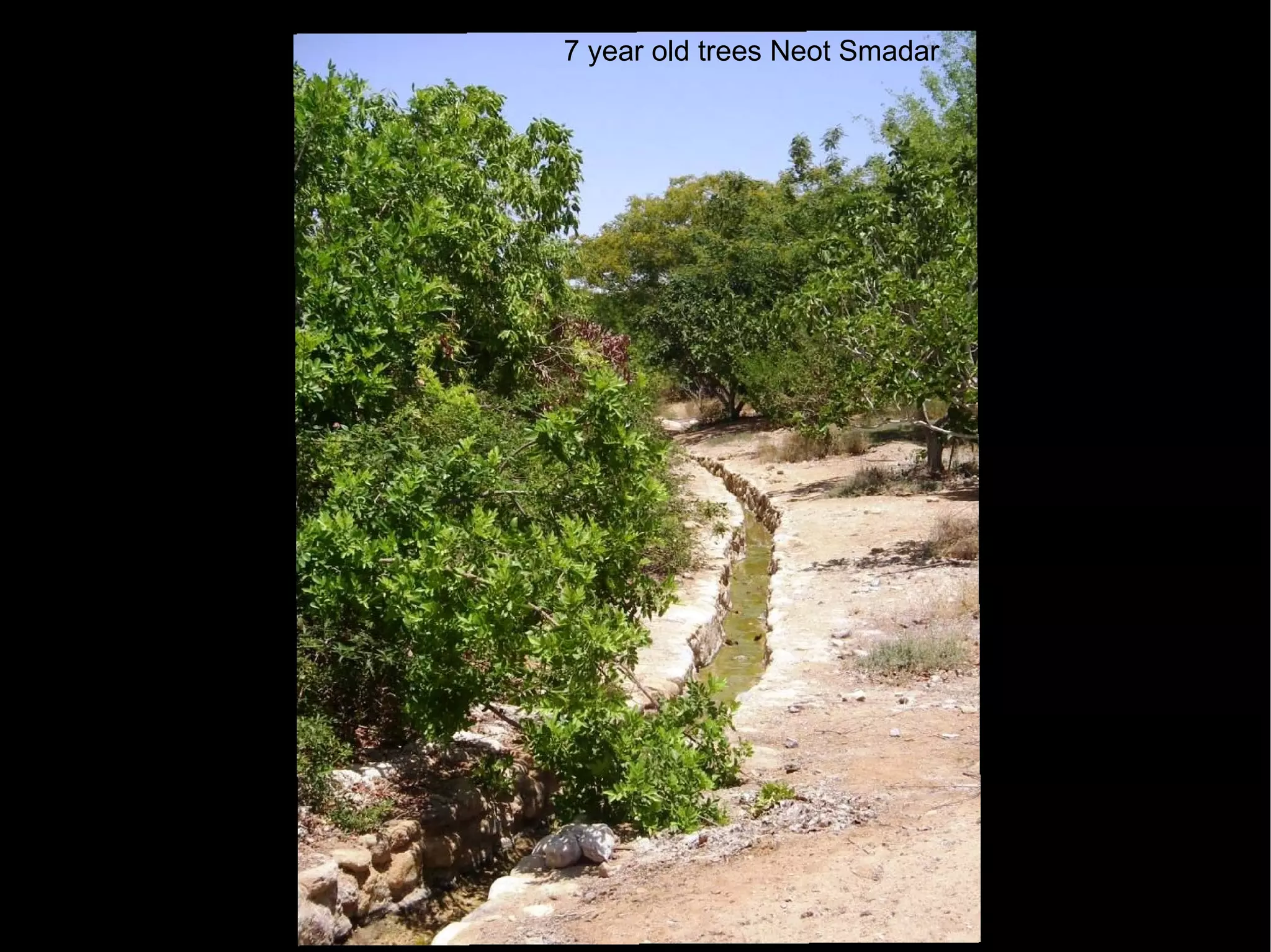 7 year old trees Neot Smadar 