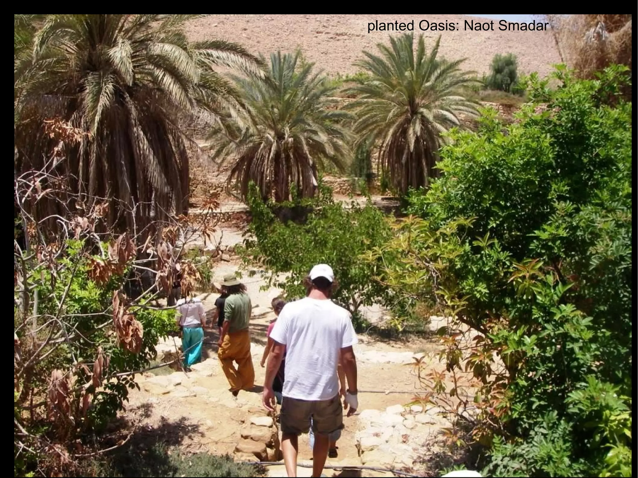 planted Oasis: Naot Smadar 