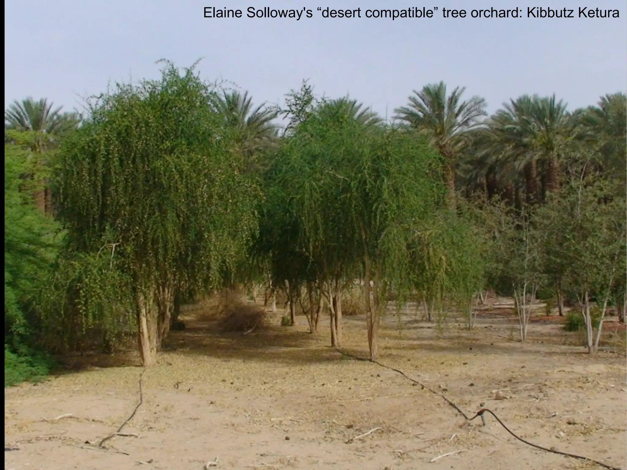 Elaine Solloway's “desert compatible” tree orchard: Kibbutz Ketura 