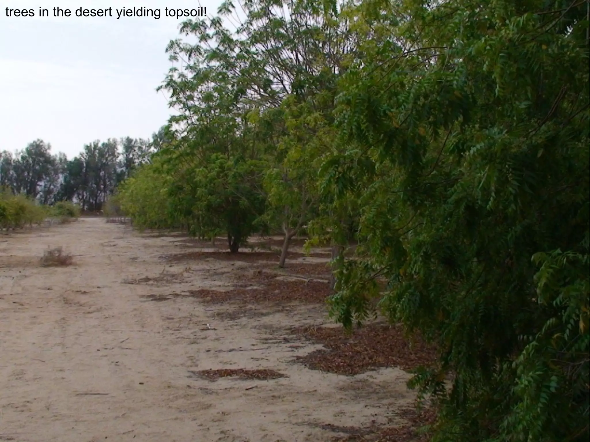 trees in the desert yielding topsoil! 