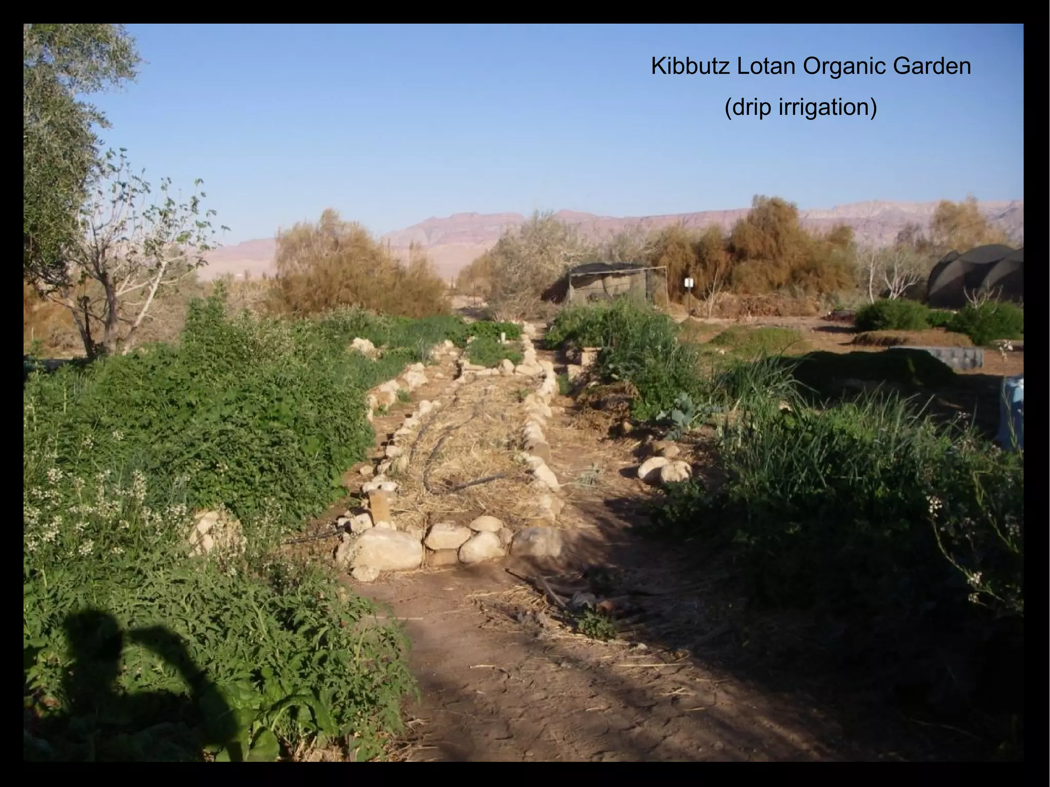 Kibbutz Lotan Organic Garden (drip irrigation)‏ 
