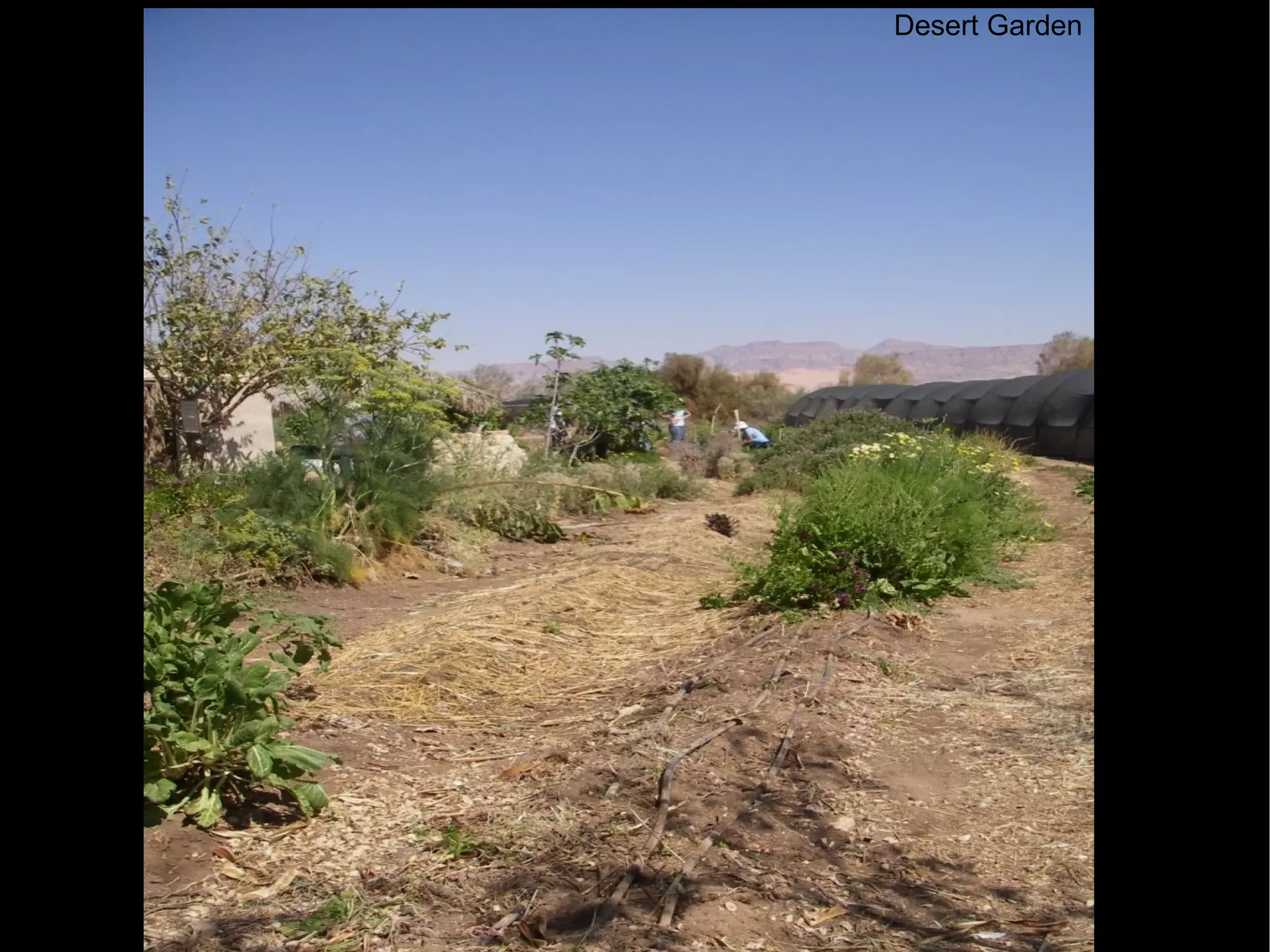Desert Garden 