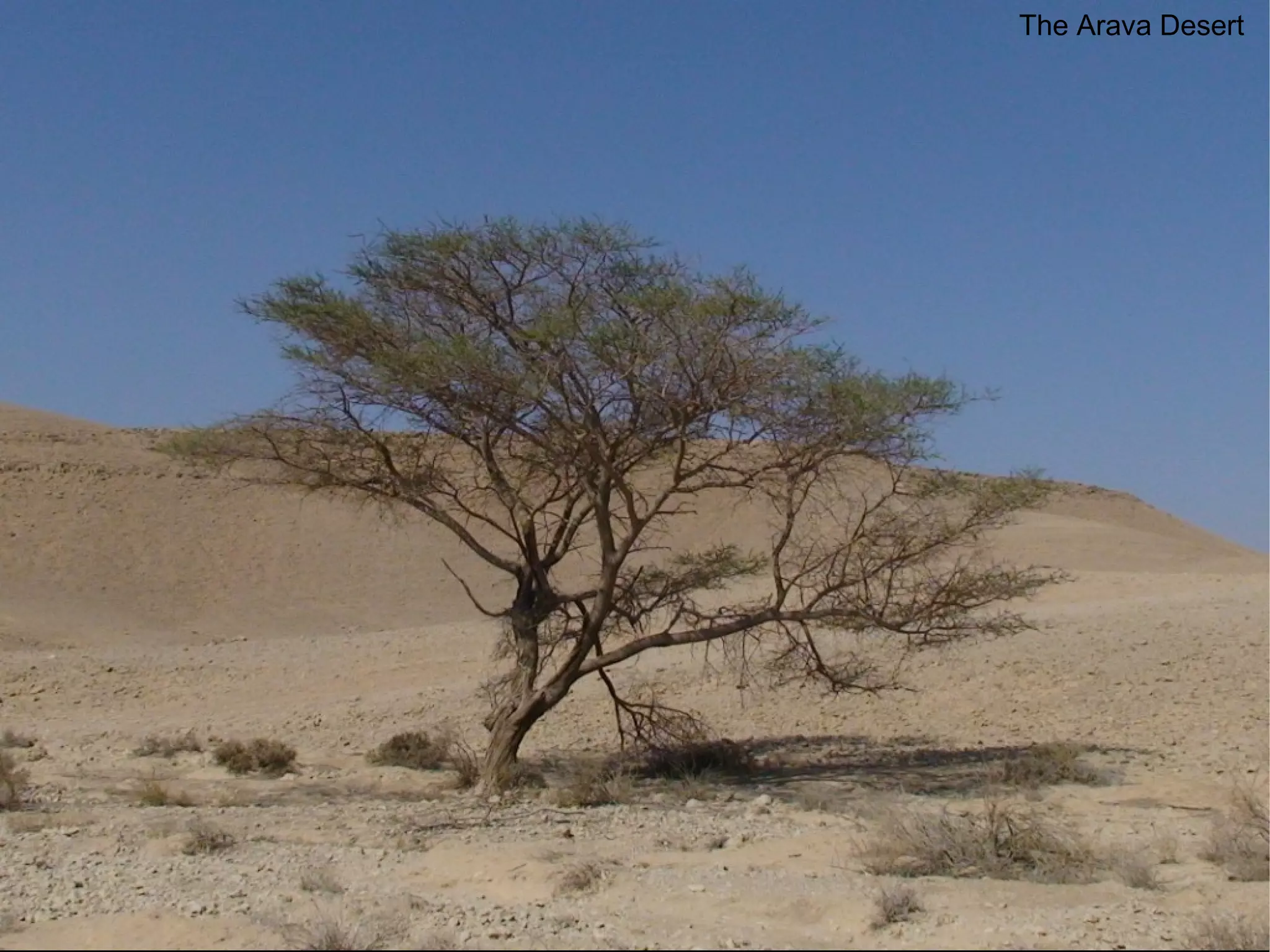The Arava Desert 