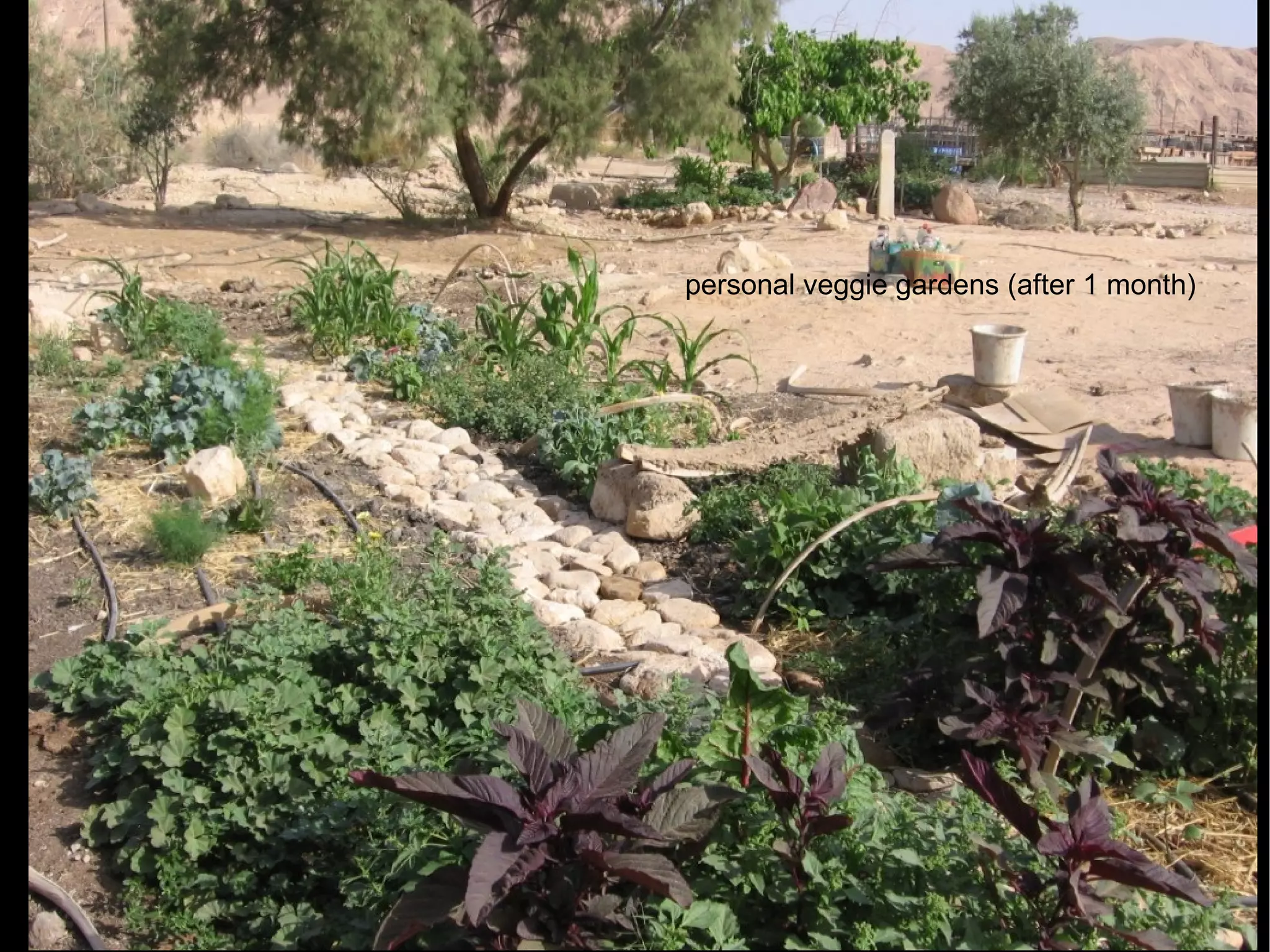 personal veggie gardens (after 1 month)‏ 
