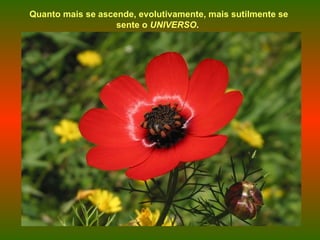Quanto mais se ascende, evolutivamente, mais sutilmente se sente o  UNIVERSO .  