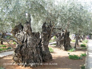 OLIVOS MILENARIOS – HUERTO DE LOS OLIVOS
 