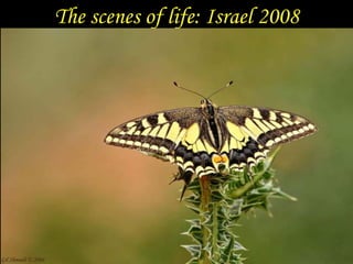The scenes of life: Israel 2008  