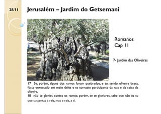 Jerusalém – Jardim do Getsemani
17 Se, porém, alguns dos ramos foram quebrados, e tu, sendo oliveira brava,
foste enxertado em meio deles e te tornaste participante da raiz e da seiva da
oliveira,
18 não te glories contra os ramos; porém, se te gloriares, sabe que não és tu
que sustentas a raiz, mas a raiz, a ti.
Romanos
Cap 11
28/11
7- Jardim das Oliveiras
 