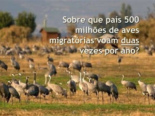Sobre que país 500
milhões de aves
migratórias voam duas
vezes por ano?
 