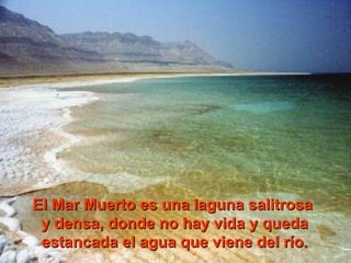 El Mar Muerto es una laguna salitrosaEl Mar Muerto es una laguna salitrosa
y densa, donde no hay vida y queday densa, donde no hay vida y queda
estancada el agua que viene del río.estancada el agua que viene del río.
 