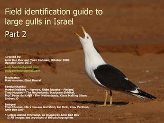 Field identification guide to large gulls in Israel   Created by:  Amir Ben Dov and Yoav Perlman, October 2009 Updated Jun...