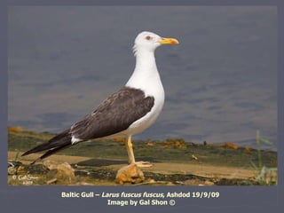 Baltic Gull –  Larus fuscus fuscus , Ashdod 19/9/09   Image by Gal Shon © 