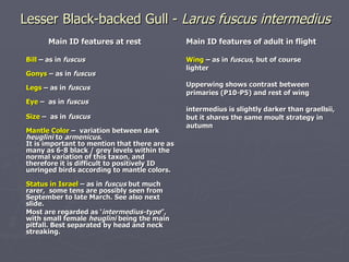 Lesser Black-backed Gull -  Larus fuscus intermedius <ul><li>Main ID features at rest </li></ul><ul><li>Bill   –   as in  ...