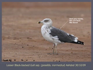 Lesser Black-backed Gull ssp. (possibly  inermedius ) Ashdod 30/10/09 Dark grey mantle, Not coal black like  fuscus 
