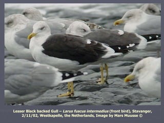 Lesser Black backed Gull –   Larus fuscus intermedius  (front bird), Stavanger, 2/11/02, Westkapelle, the Netherlands,  Im...