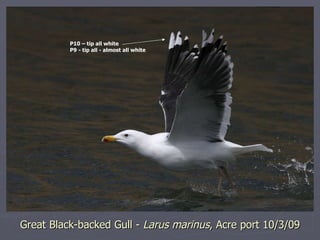 Great Black-backed Gull -  Larus marinus , Acre port 10/3/09 P10 – tip all white P9 - tip all - almost all white 