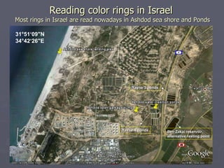 Reading color rings in Israel  Most rings in Israel are read nowadays in Ashdod sea shore and Ponds 31°51‘09&quot;N 34°42‘...