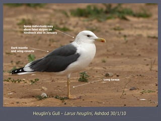 Heuglin’s Gull -  Larus heuglini , Ashdod 30/1/10 Some individuals may  show faint stripes on hindneck also in January Lon...