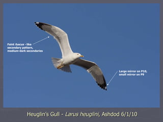 Heuglin’s Gull -  Larus heuglini , Ashdod 6/1/10 Large mirror on P10,  small mirror on P9 Faint  fuscus -  like secondary ...