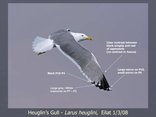 Heuglin’s Gull -  Larus heuglini ,  Eilat 1/3/08 Black P10-P4 Large mirror on P10, small mirror on P9 Clear contrast betwe...