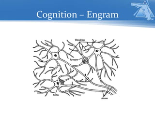 Cognition – Engram
 