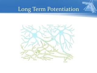 Long Term Potentiation
 