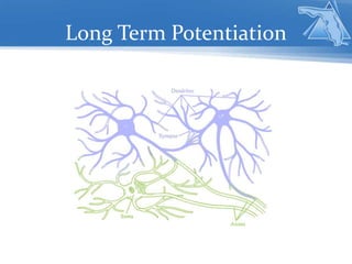Long Term Potentiation
 