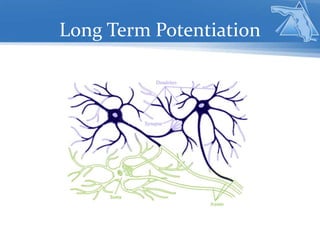 Long Term Potentiation
 