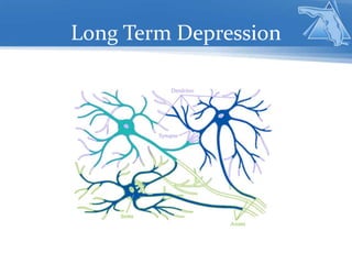 Long Term Depression
 