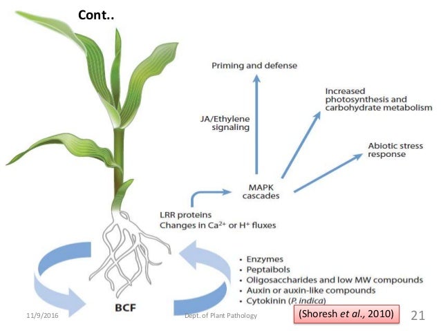 fungal biocontrol agents fungal biocontrol agents