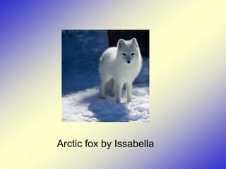 Arctic fox by Issabella
 