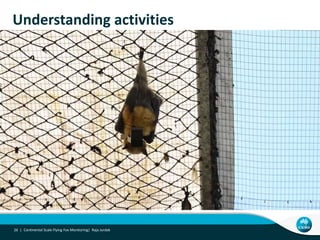 Towards Continental-scale Tracking of Flying Foxes Slide 26