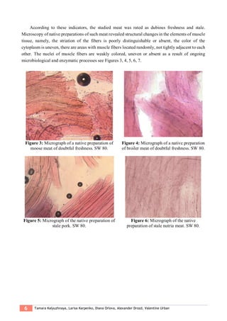 6 Tamara Kalyuzhnaya, Larisa Karpenko, Diana Orlova, Alexander Drozd, Valentine Urban
According to these indicators, the studied meat was rated as dubious freshness and stale.
Microscopy of native preparations of such meat revealed structural changes in the elements of muscle
tissue, namely, the striation of the fibers is poorly distinguishable or absent, the color of the
cytoplasm is uneven, there are areas with muscle fibers located randomly, not tightly adjacent to each
other. The nuclei of muscle fibers are weakly colored, uneven or absent as a result of ongoing
microbiological and enzymatic processes see Figures 3, 4, 5, 6, 7.
Figure 3: Micrograph of a native preparation of
moose meat of doubtful freshness. SW 80.
Figure 4: Micrograph of a native preparation
of broiler meat of doubtful freshness. SW 80.
Figure 5: Micrograph of the native preparation of
stale pork. SW 80.
Figure 6: Micrograph of the native
preparation of stale nutria meat. SW 80.
 