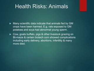Health Risks: Animals
 Many scientific data indicate that animals fed by GM
crops have been harmed. E.g. rats exposed to GM
potatoes and soya had abnormal young sperm.
 Cow, goats buffalo, pigs & other livestock grazing on
Bt-maize & certain biotech corn showed complications
including early delivery, abortions, infertility & many
more died.
 