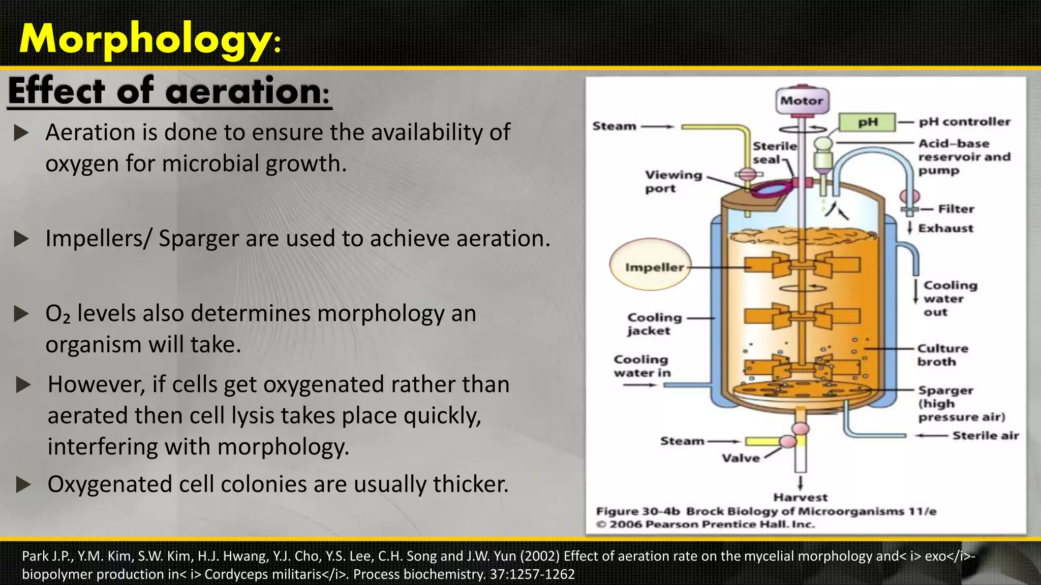 Effect of aeration:
 Aeration is done to ensure the availability of
oxygen for microbial growth.
 Impellers/ Sparger are used to achieve aeration.
 O₂ levels also determines morphology an
organism will take.
Park J.P., Y.M. Kim, S.W. Kim, H.J. Hwang, Y.J. Cho, Y.S. Lee, C.H. Song and J.W. Yun (2002) Effect of aeration rate on the mycelial morphology and< i> exo</i>-
biopolymer production in< i> Cordyceps militaris</i>. Process biochemistry. 37:1257-1262
Morphology:
 However, if cells get oxygenated rather than
aerated then cell lysis takes place quickly,
interfering with morphology.
 Oxygenated cell colonies are usually thicker.
 